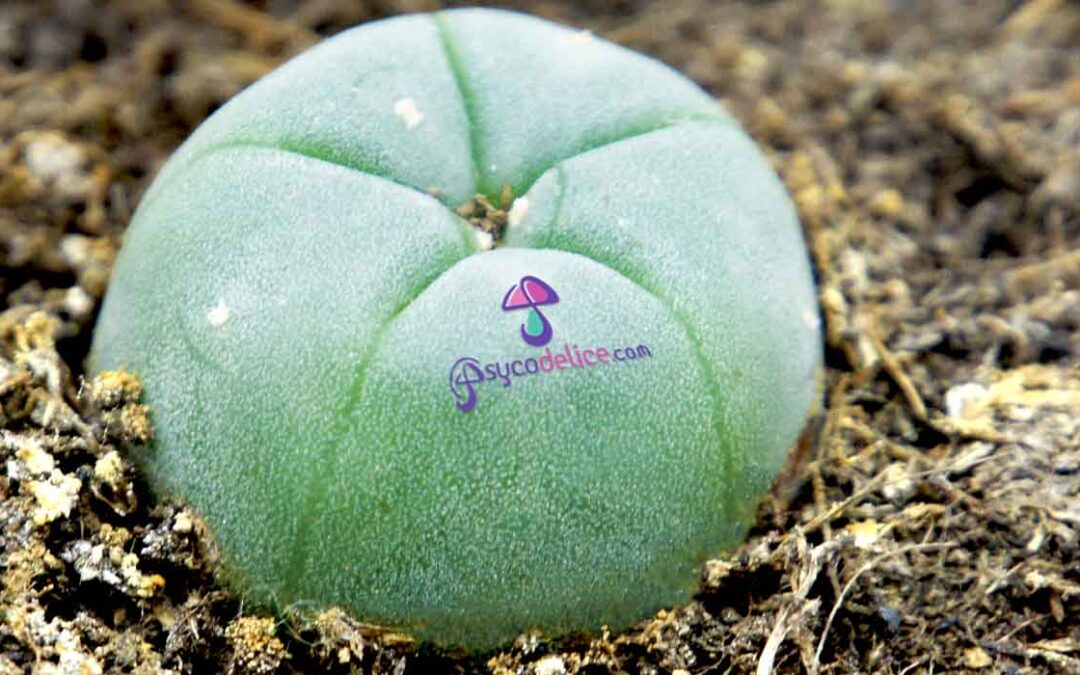 Peyote en Maceta: Primeros cuidados