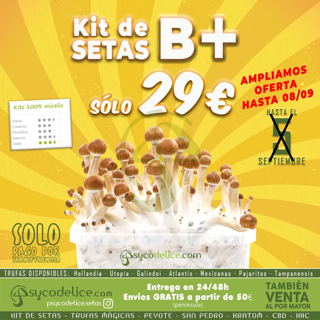 Kit setas B+ 100% Micelio