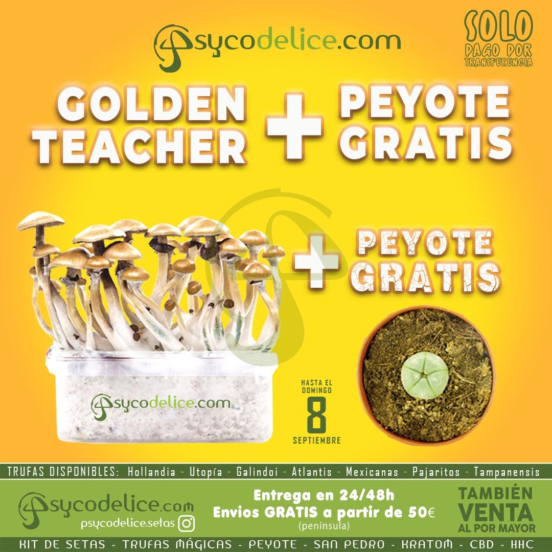 Kit setas Golden Teacher 100% Micelio + PEYOTE DE REGALO