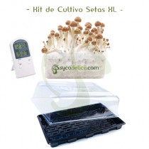 Kit de Cultivo de Setas XL