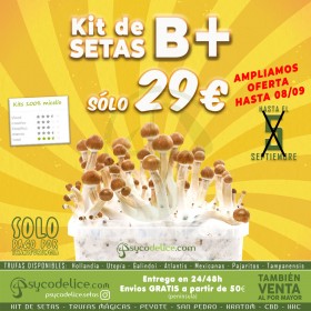 Kit setas B+ 100% Micelio