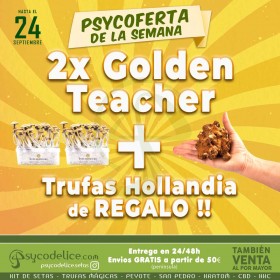 Kit setas Golden Teacher 100% Micelio