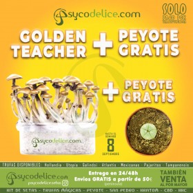 Kit setas Golden Teacher 100% Micelio + PEYOTE DE REGALO