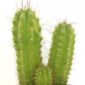 Cactus (3) San Pedro hasta 15/20cm altura