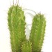Cactus (3) San Pedro hasta 15/20cm altura
