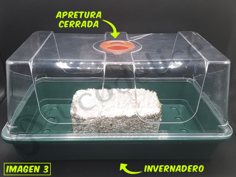 KIT SE SETAS EN INVERNADERO